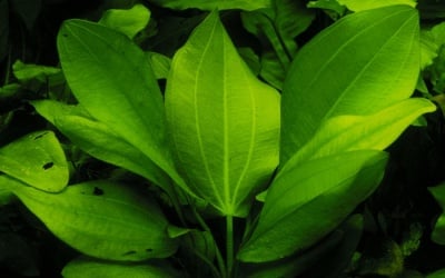 "Echinodorus cord.ssp. fluitans potted" - Растение за аквариум