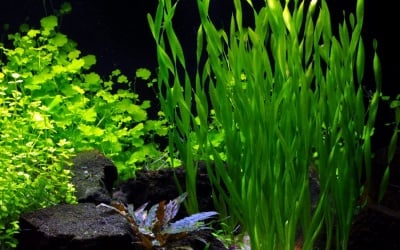 "Vallisneria 'Asiatica' bunched" - Растение за аквариум