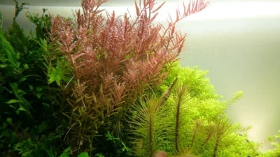 "Rotala rotundifolia potted" - Растение за аквариум