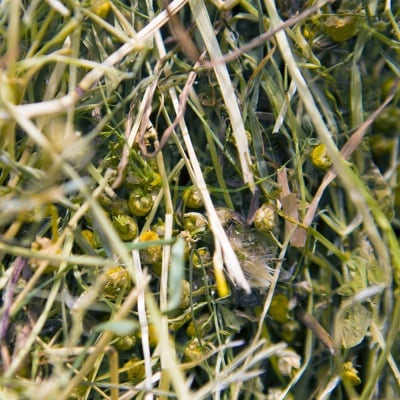 Limara, Сено с лайка и глухарче  15л (500гр)