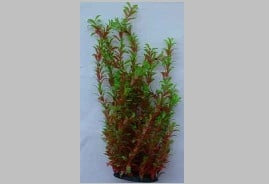 Изкуствено растение - 52см.