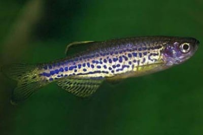 Данио леопард 3 - 3.5см