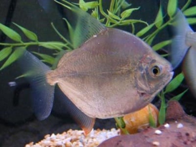 Сребърен долар