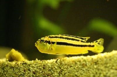 Меланохромис Ауратус