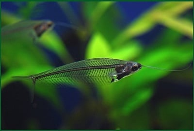 Kryptopterus bicirrhis Стъклен сом - 4-5см