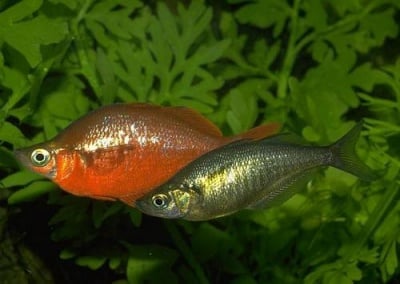 Глазолепис инцисус 4.5 - 5.5 см