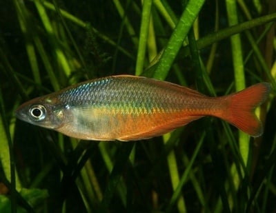 Чилатерина блехери  4.5 - 5.5см