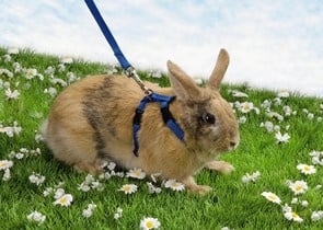 Нагръдник + повод за зайчета