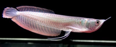 Osteoglossum bicirrhosum Сребърна арована  - 8-10см