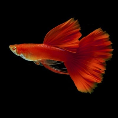 Гупа full red  - 3-4см