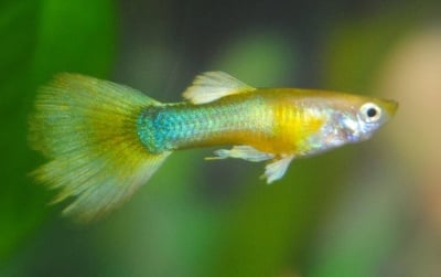 Гупа Golden Yellow 3.5 - 4см