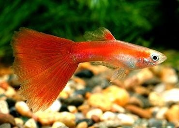 Гупа Red delta Neon  3.5 - 4см