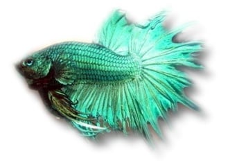 Betta splendens m green XL