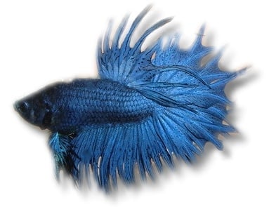 Betta splendens m blueXL