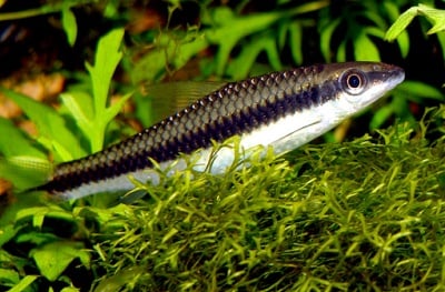 Сиамски алгояд (САЕ)