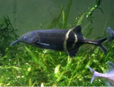 Gnathonemus petersii Риба слон  7-8см