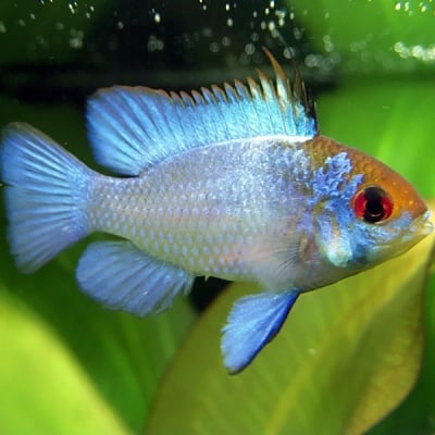 Mikrogeophagus altispinosa Боливийско “рамирези”  - 3-3.5см