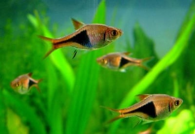 Клиновидна разбора