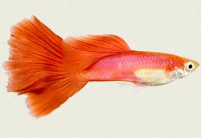guppy red