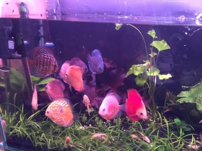 Дискус асорти колор