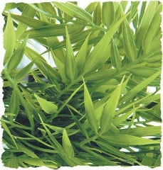 Терариумно растение Zoo-Med - Мадагаскарски бамбук