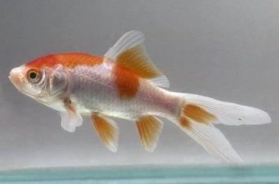 Комета Златна рибка