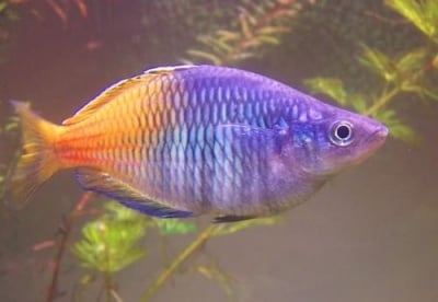 Меланотения босемани