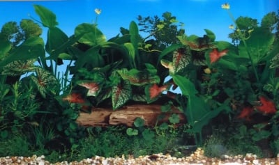 Aqua Nova Плакат едностранен Н-30см; Н-50см; Н-60см