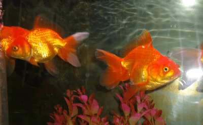 Оранда Златна рибка /максимален размер/