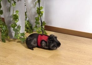 Нагръдник + повод за морски свинчета