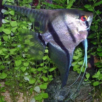 Скалария синя зебра