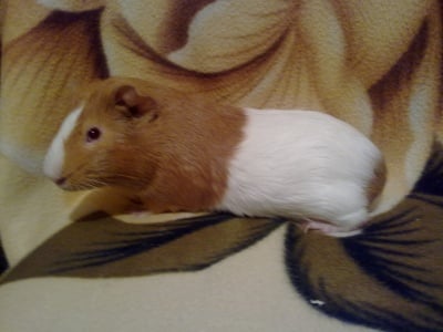 Даниел (Дани)