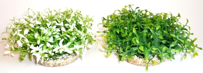 Растение Water Ball Maxi 18см от Sydeco, Франция