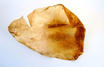 Телешко ухо