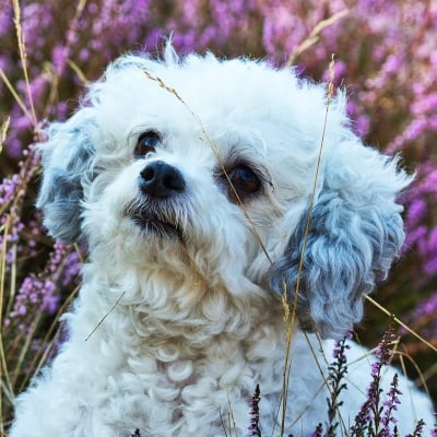 Животно на месеца: Болонка - едно малко куче с голямо сърце