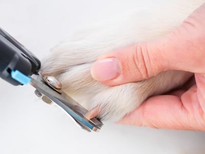 За здрави нокти и щастливи кучета