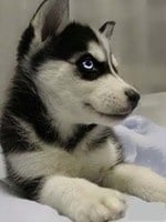 Мойте две кучета