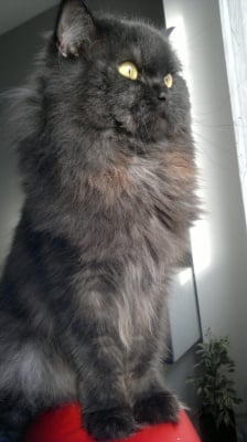 любимец на деня  Чарли