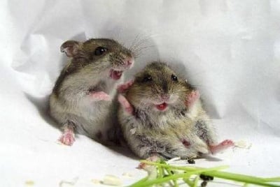 Сладурковци