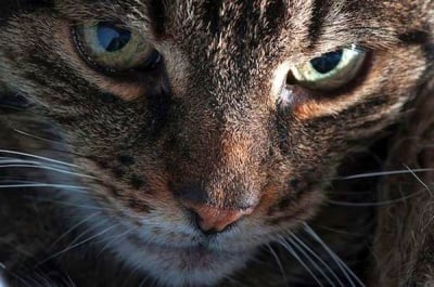 3 любопитни факта за котката ви, които може би не знаете