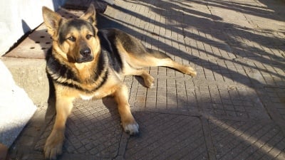 красавицата Джеси