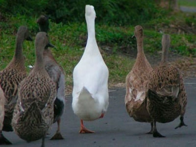 Ходо-о-о-м марш