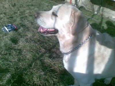 Моят най-добър приятел