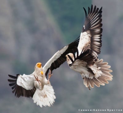 Снимка на египерски лешояди