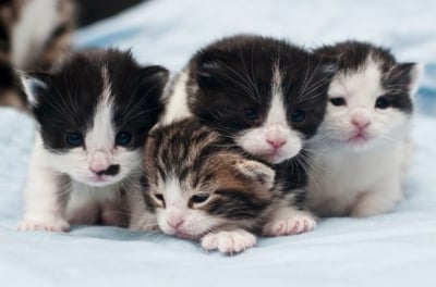 4 малки котенца