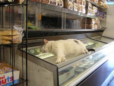 Ето как се пази храна