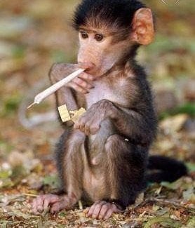 "От утре ги отказвам ..." ;)