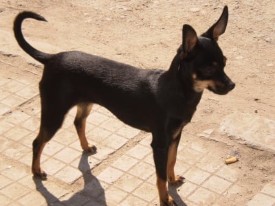 Az - kucheto v kashtata (Tera)