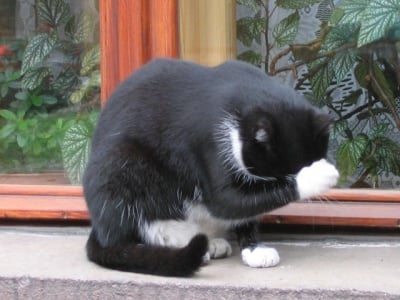 "Как можах да забравя ..."