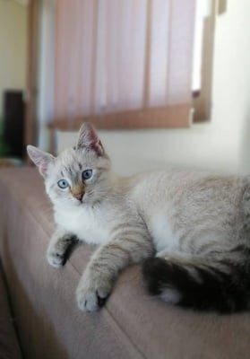 Тайска Котка (Рисов вариант)